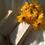 Sun Masha