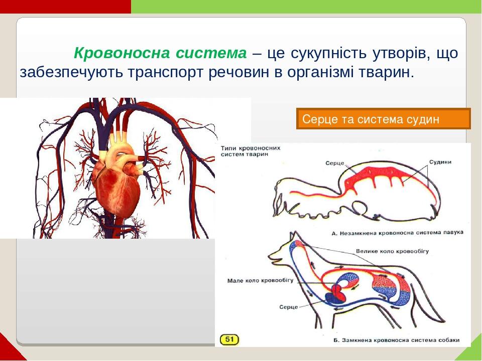 Кровоносна система – це сукупність утворів, що забезпечують транспорт речовин в організмі тварин. Серце та система судин