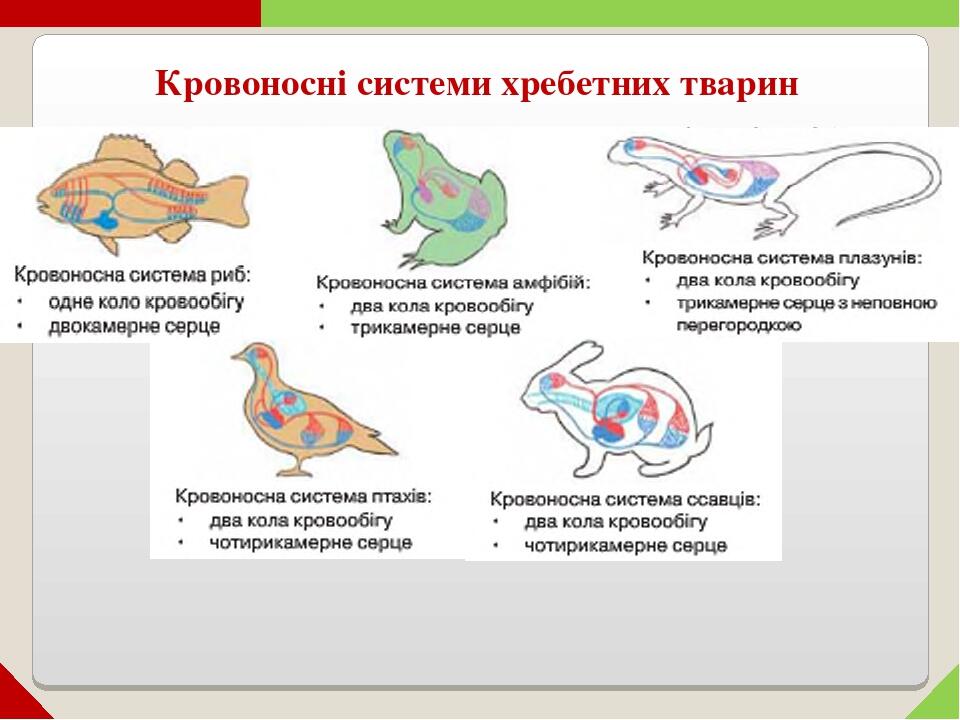 Кровоносні системи хребетних тварин