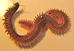 0200kzkw-3389-152x106.png