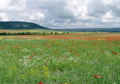0200l004-ffea-248x174.jpg