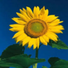 0200l0jc-2435-120x120.png