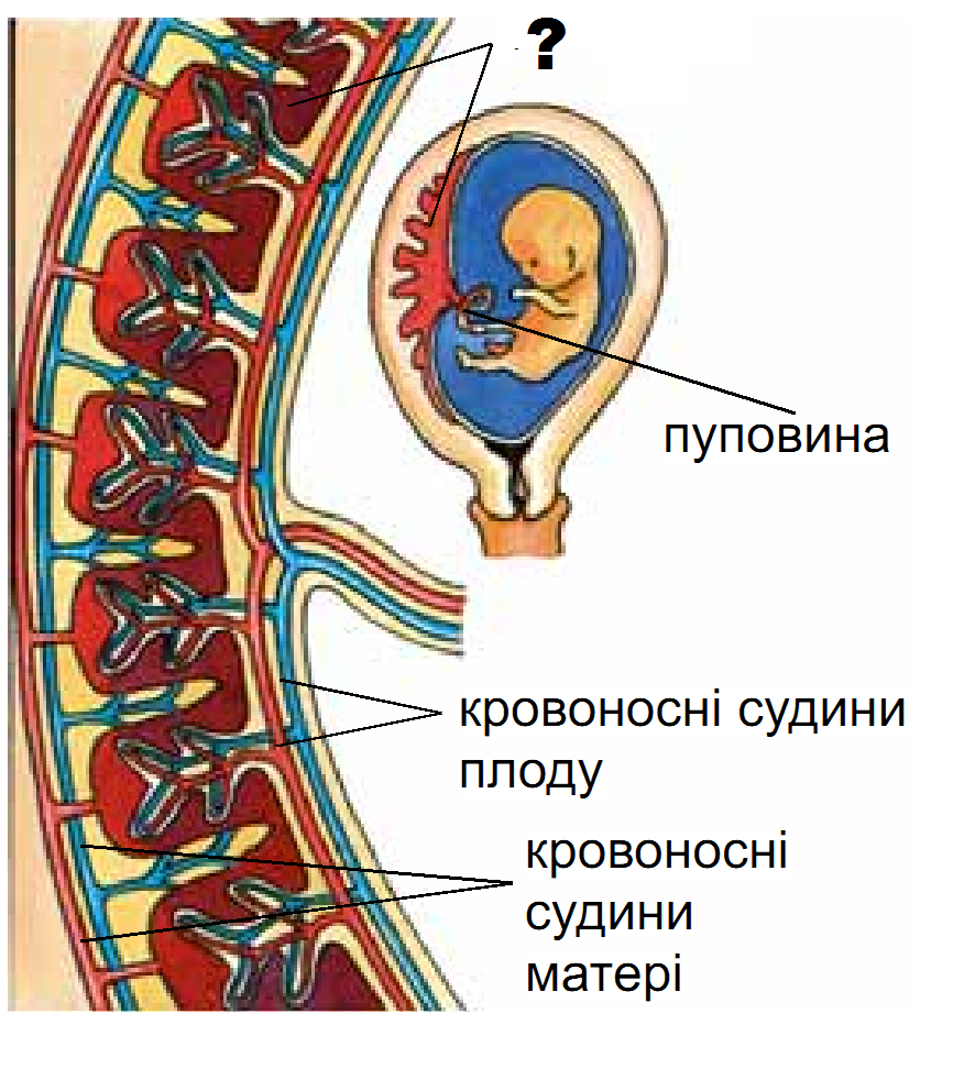 Строение зародыша и плаценты. Плацента и пуповина строение. Строение плода и плаценты. Анатомия плаценты и плод.
