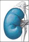 http://zno.academia.in.ua/materialy/biology/lekcion/l15-43/5--5--5.files/image002.jpg