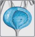 http://zno.academia.in.ua/materialy/biology/lekcion/l15-43/5--5--5.files/image005.jpg
