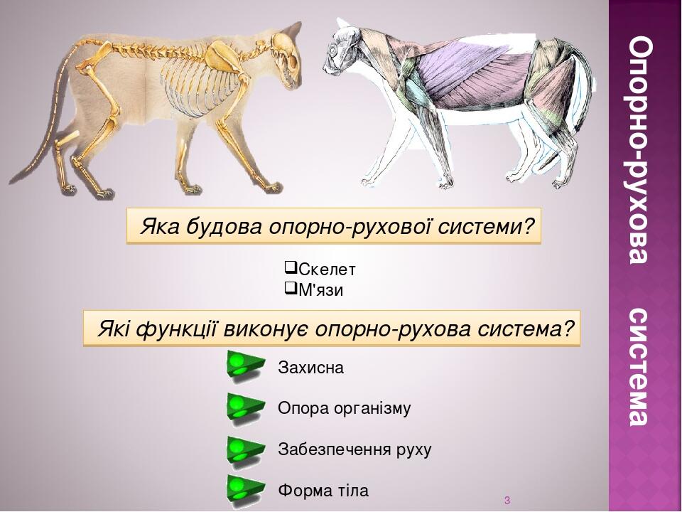 Опорно-рухова система * Які функції виконує опорно-рухова система? Захисна Опора організму Забезпечення руху Форма тіла Яка будова опорно-рухової с...