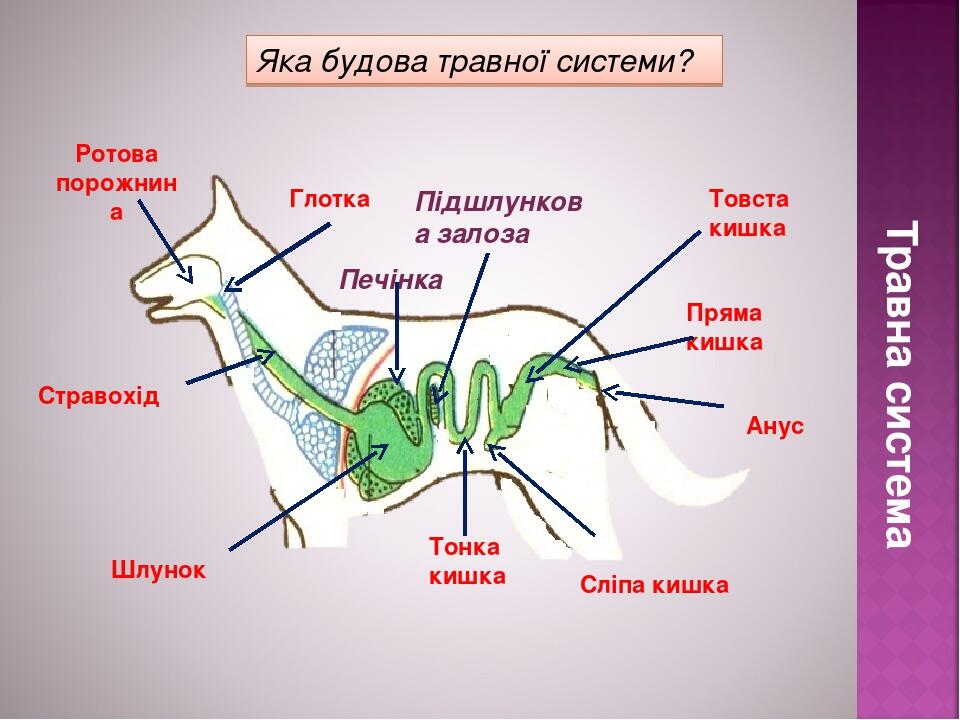 Ротова порожнина * Травна система Шлунок Стравохід Підшлункова залоза Товста кишка Сліпа кишка Тонка кишка Глотка Яка будова травної системи? Анус ...