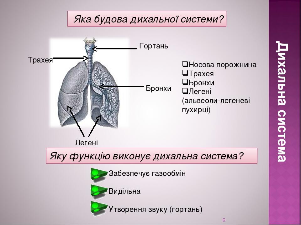 * Дихальна система Трахея Бронхи Легені Гортань Яку функцію виконує дихальна система? Забезпечує газообмін Видільна Утворення звуку (гортань) Яка б...