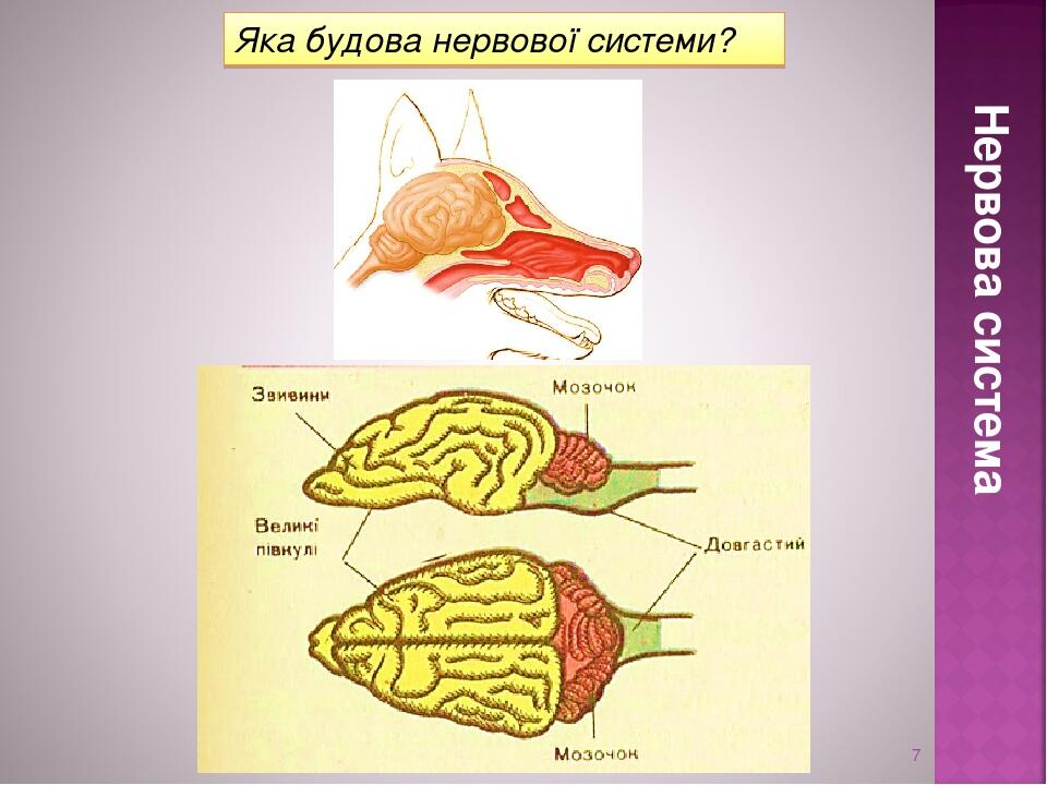 * Яка будова нервової системи? Нервова система