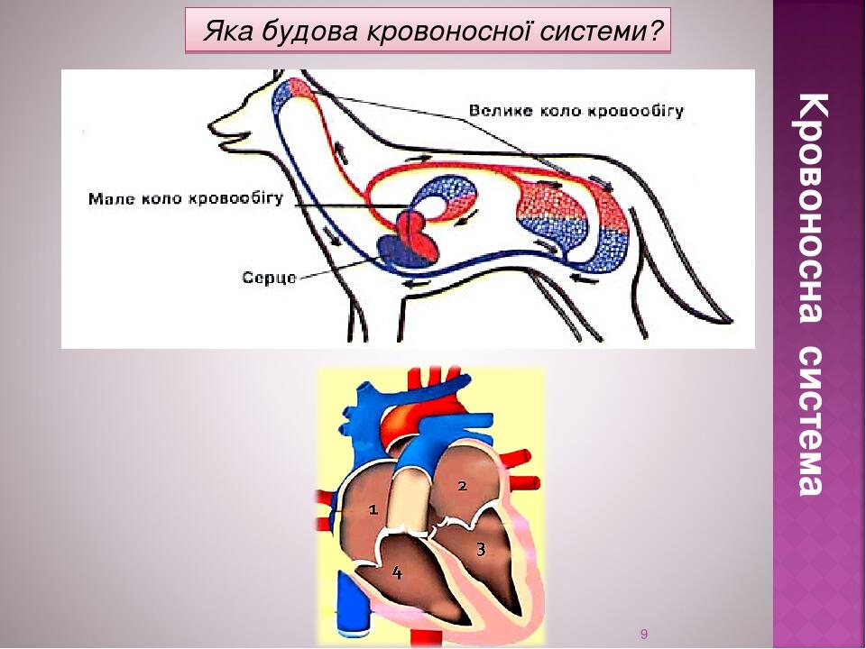 * Кровоносна система Яка будова кровоносної системи?