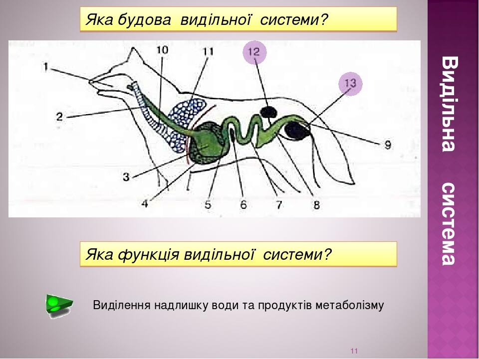 * Видільна система Яка функція видільної системи? Виділення надлишку води та продуктів метаболізму Яка будова видільної системи?