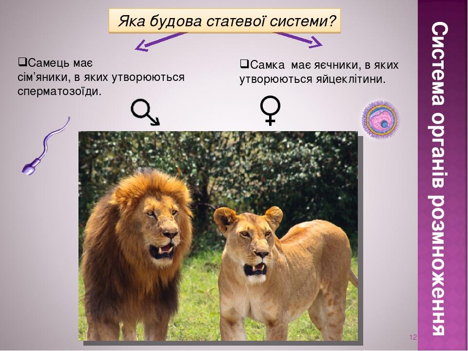 * Система органів розмноження Самець має сім’яники, в яких утворюються сперматозоїди. Самка має яєчники, в яких утворюються яйцеклітини. Яка будова...