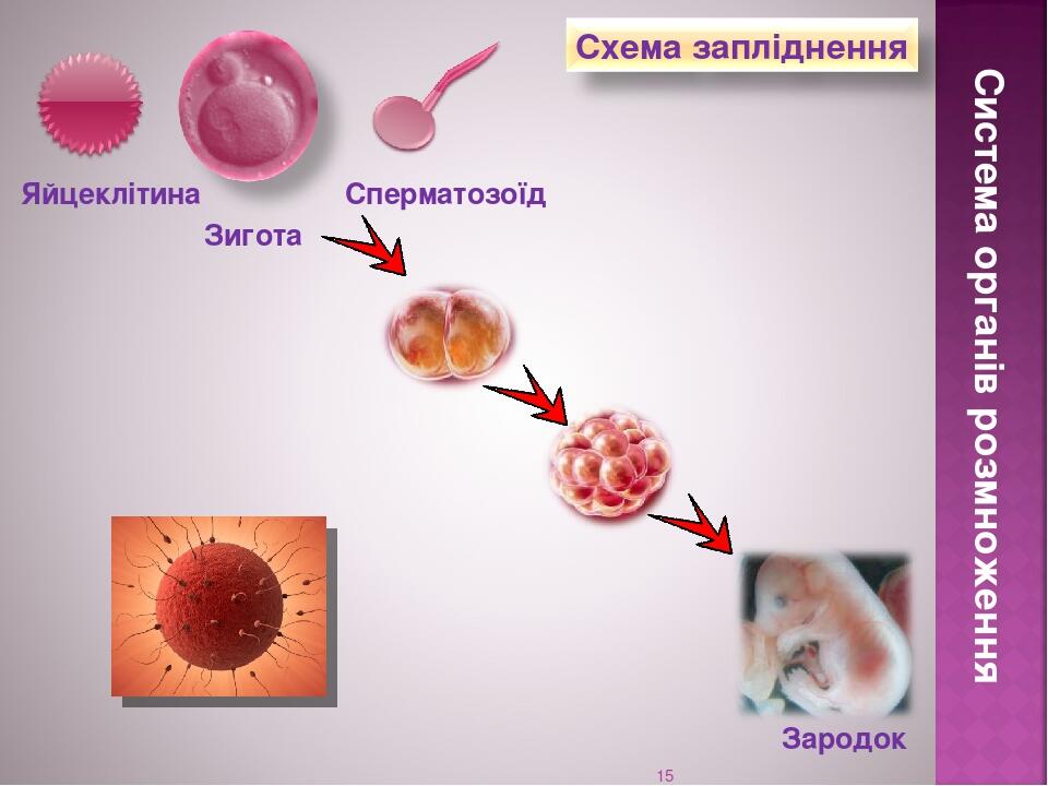 * Система органів розмноження Яйцеклітина Сперматозоїд Зигота Зародок