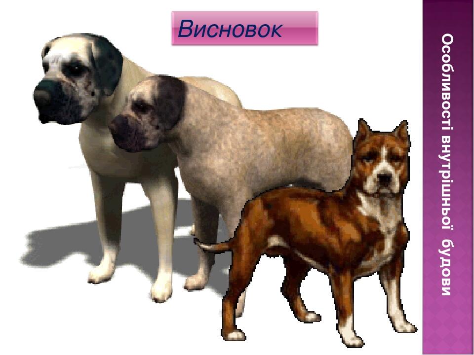 Особливості внутрішньої будови