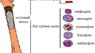 КОНСПЕКТ ЛЕКЦІЇ  "Фізіологія крові"