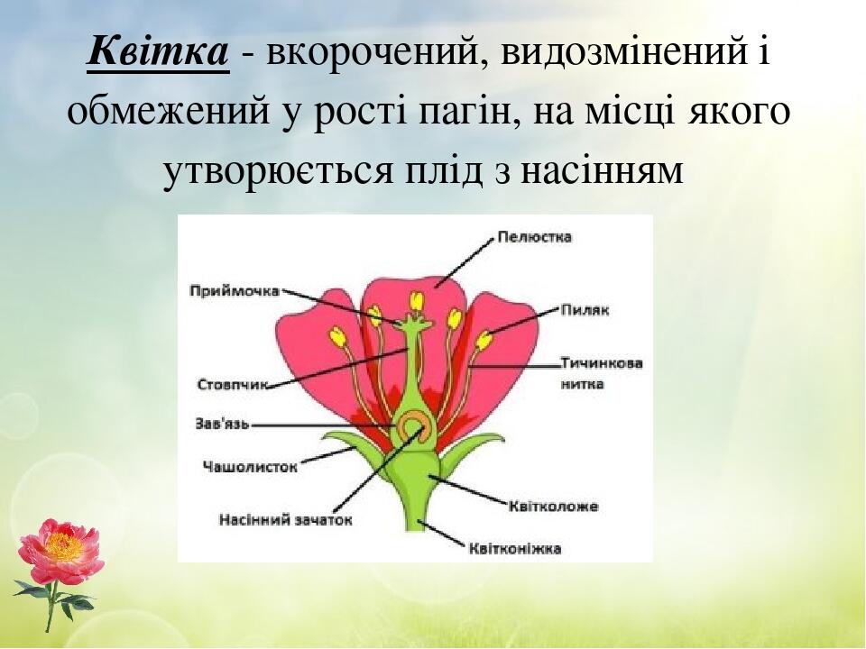 Квітка - вкорочений, видозмінений і обмежений у рості пагін, на місці якого утворюється плід з насінням