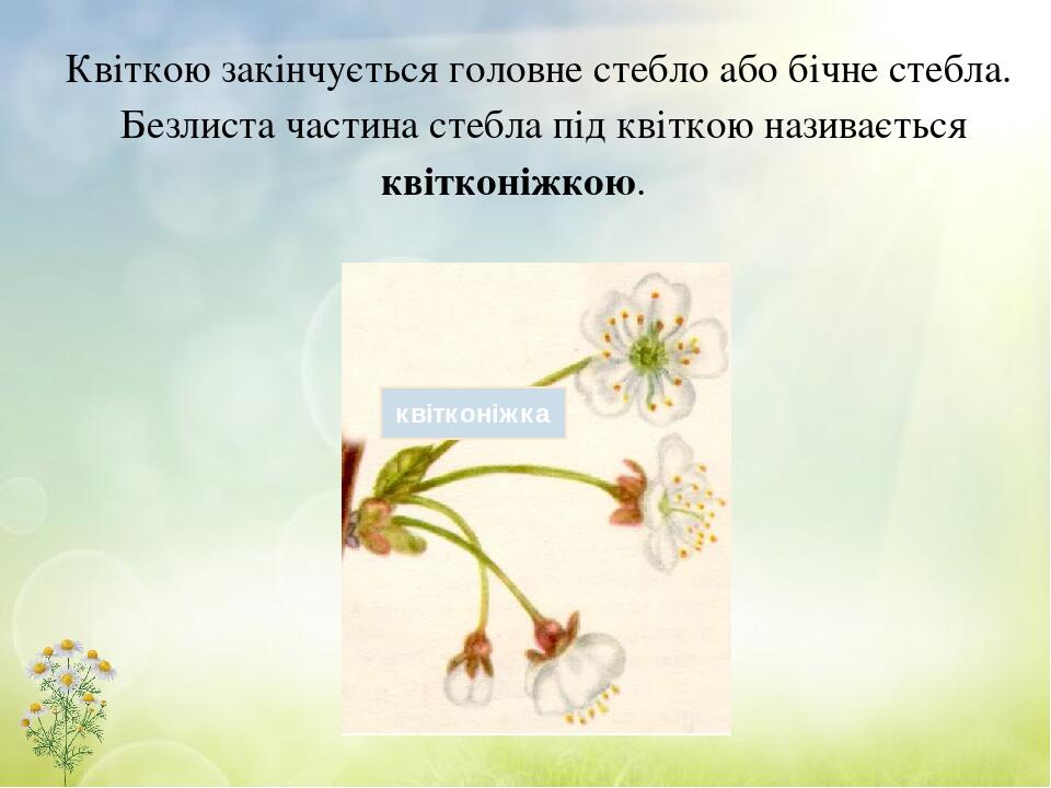 Квіткою закінчується головне стебло або бічне стебла. Безлиста частина стебла під квіткою називається квітконіжкою. квітконіжка