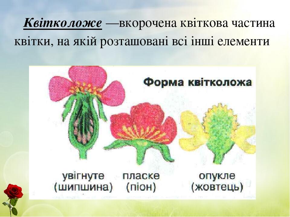 Квітколоже —вкорочена квіткова частина квітки, на якій розташовані всі інші елементи