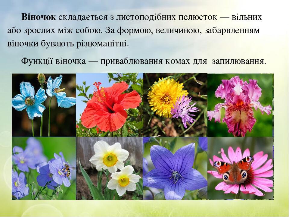 Віночок складається з листоподібних пелюсток — вільних або зрослих між собою. За формою, величиною, забарвленням віночки бувають різноманітні. Функ...