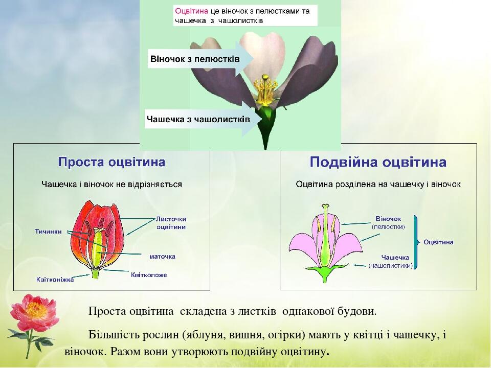Проста оцвітина складена з листків однакової будови. Більшість рослин (яблуня, вишня, огірки) мають у квітці і чашечку, і віночок. Разом вони утвор...