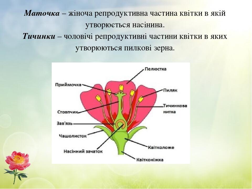 Маточка – жіноча репродуктивна частина квітки в якій утворюється насінина. Тичинки – чоловічі репродуктивні частини квітки в яких утворюються пилко...