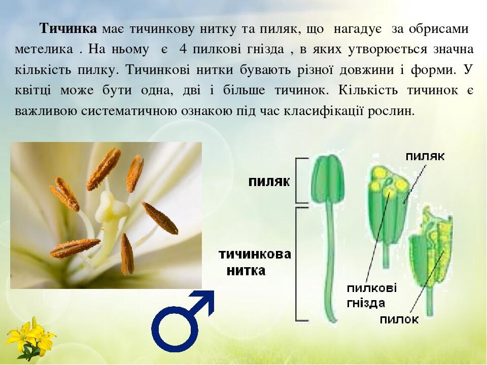 Тичинка має тичинкову нитку та пиляк, що нагадує за обрисами метелика . На ньому є 4 пилкові гнізда , в яких утворюється значна кількість пилку. Ти...