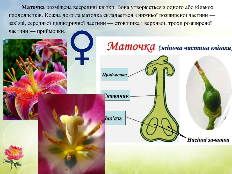 Маточка розміщена всередині квітки. Вона утворюється з одного або кількох плодолистків. Кожна дозріла маточка складається з нижньої розширеної част...