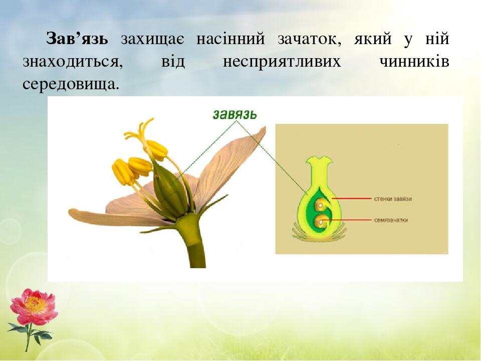 Зав’язь захищає насінний зачаток, який у ній знаходиться, від несприятливих чинників середовища.