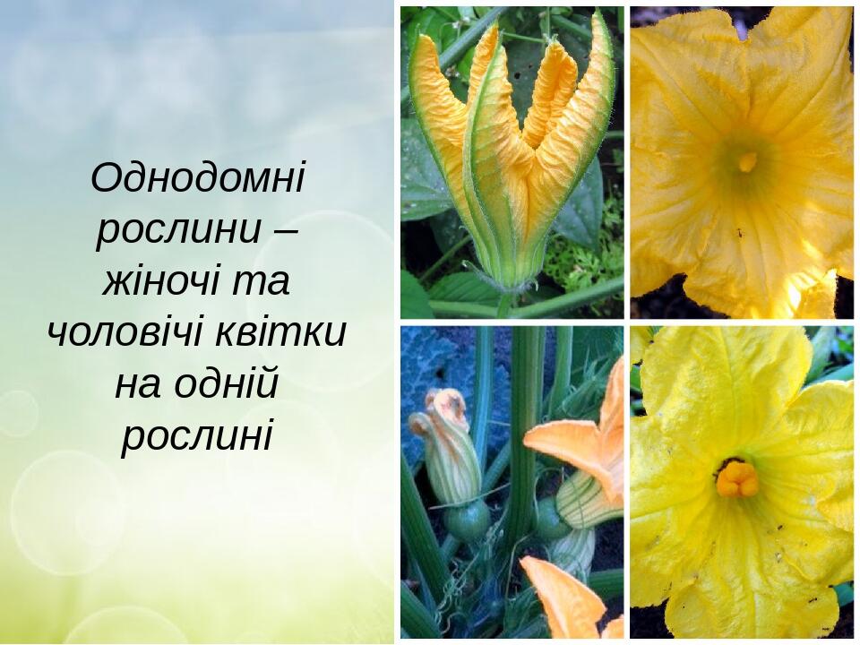 Однодомні рослини – жіночі та чоловічі квітки на одній рослині