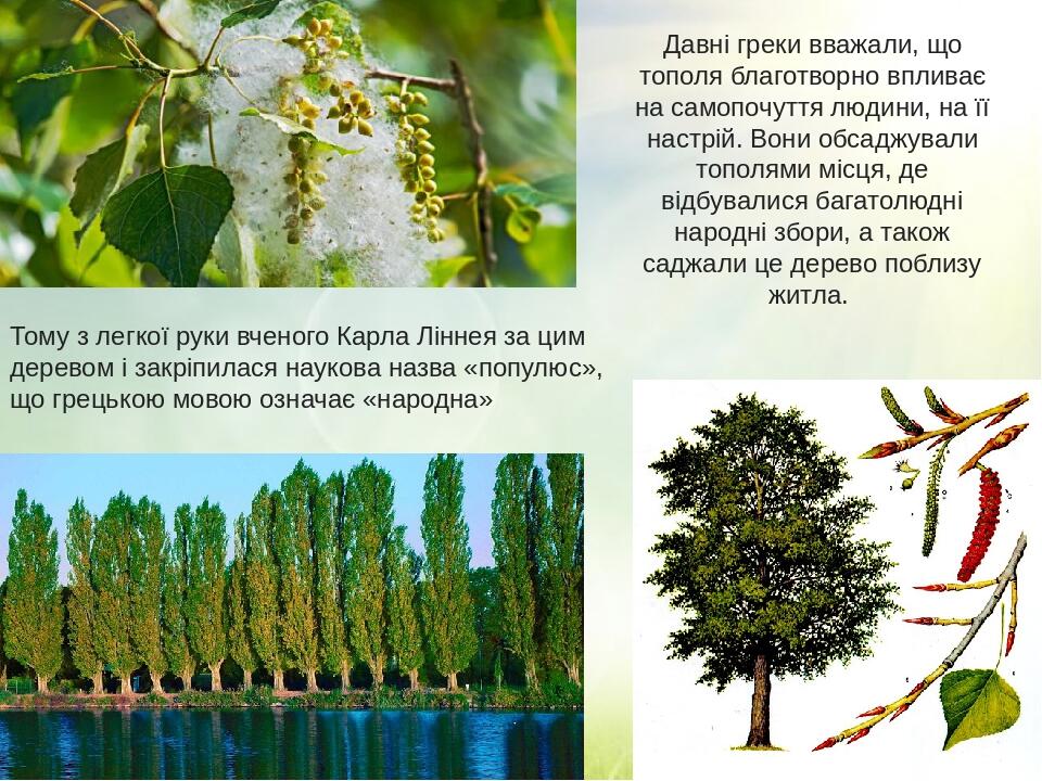 Тому з легкої руки вченого Карла Ліннея за цим деревом і закріпилася наукова назва «популюс», що грецькою мовою означає «народна» Давні греки вважа...