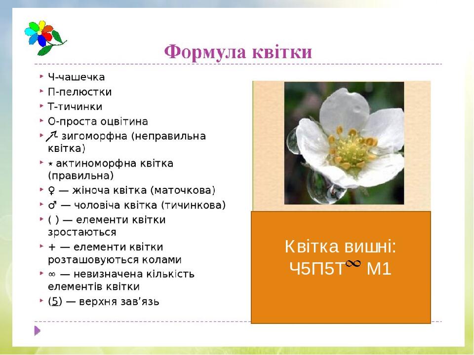 Квітка вишні: Ч5П5Т М1