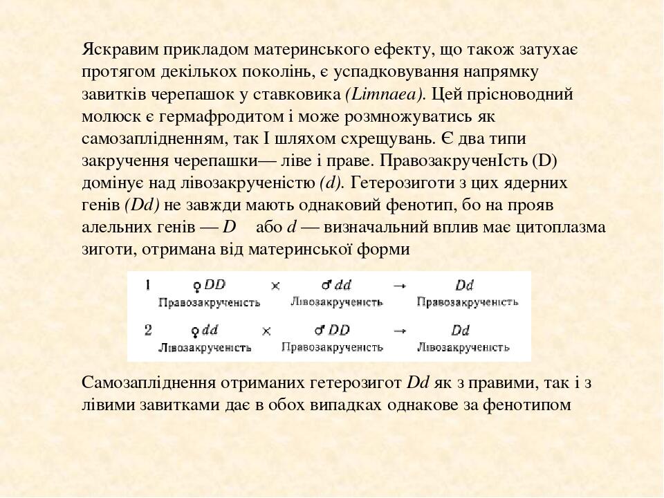Яскравим прикладом материнського ефекту, що також затухає протягом декількох поколінь, є успадковування напрямку завитків черепашок у ставковика (L...