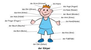   Körperteile.