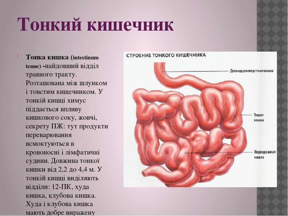 Где находится тонкая кишка у человека фото