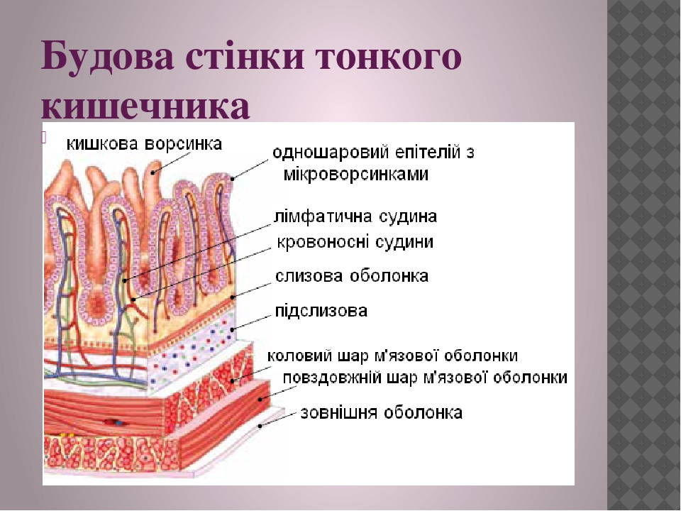 Моторные расстройства кишечника