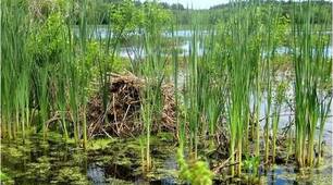  Ґрунти , рослинний та тваринний світ України
