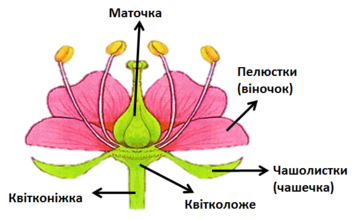 0200laiu-3c5e-255x158.png