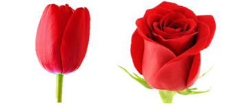 0200lalu-ba9e-347x161.png