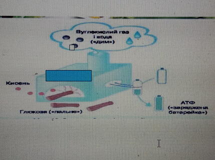 0200lbso-277b-429x320.jpg