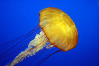 0200le7g-704c-200x133.png