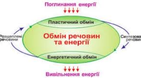 ОБМІН РЕЧОВИН - І