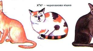 Взаємодія генів. Генетика статі .