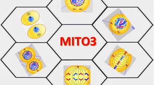 Матеріали на тему * Мітоз *