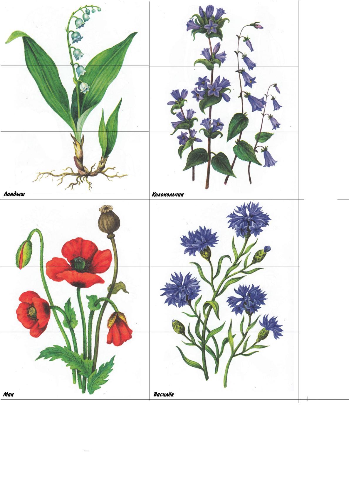 Собери растение. Цветы пазлы для дошкольников. Полевые и садовые цветы. Разрезные цветы для детей. Полевые цветы для детей.
