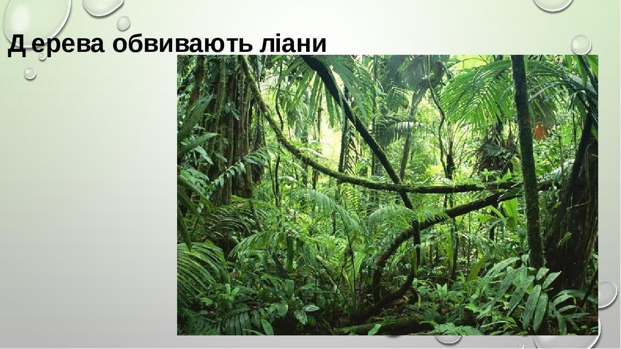 Презентація "Рослинний і тваринний світ Південної Америки ...