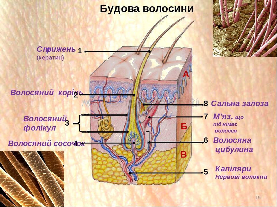"Шкіра" Презентація 8 клас | Презентація. Біологія