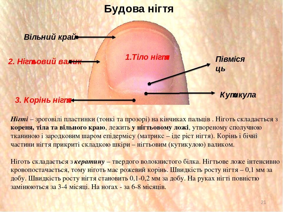 "Шкіра" Презентація 8 клас | Презентація. Біологія