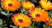 0200lnuz-55d4-218x120.png