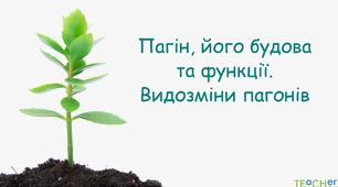 Пагін, його будова . Видозміни пагонів.