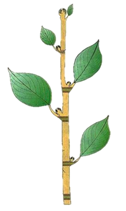 0200lopu-78b1.png